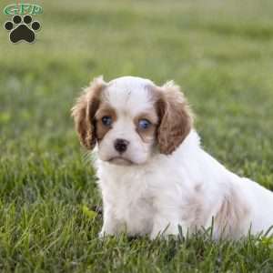 Clark, Cavalier King Charles Spaniel Puppy